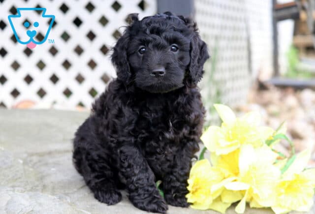 Miles Cockapoo image