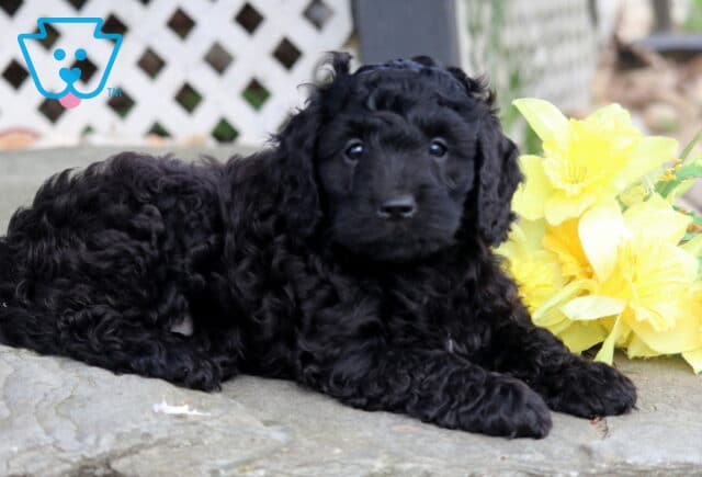 Miles Cockapoo2 image