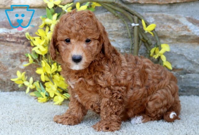 Miles Poodle Mix image