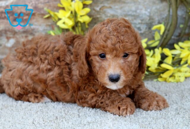 Miles Poodle Mix2 image