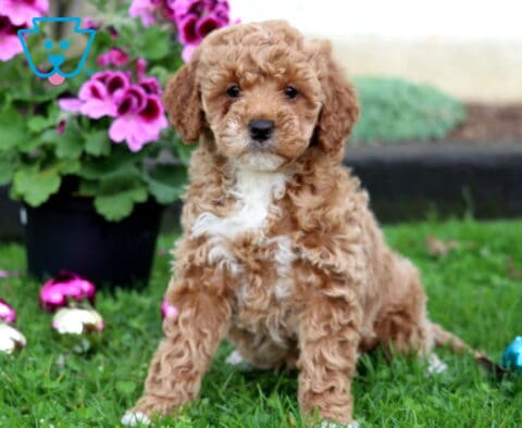 Milly Mini Goldendoodle