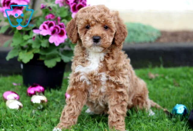 Milly Mini Goldendoodle image