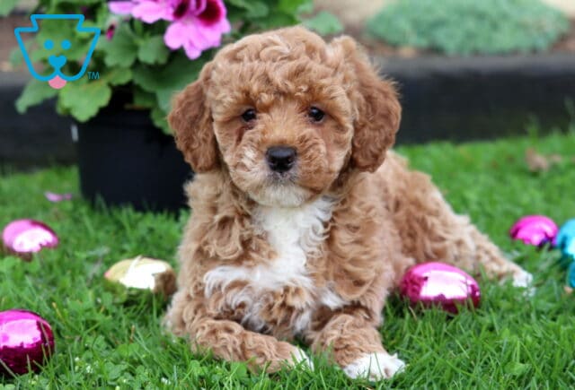 Milly Mini Goldendoodle2 image