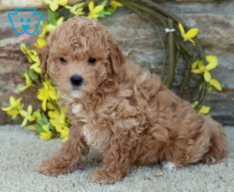 Milly Poodle MIx