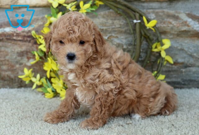 Milly Poodle MIx image