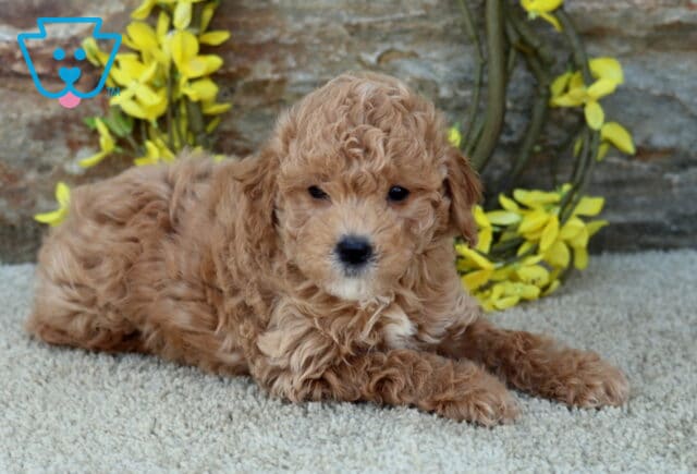 Milly Poodle MIx2 image