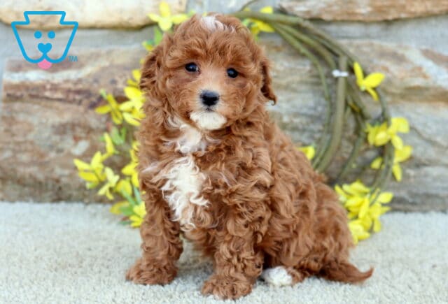 Minnie Poodle Mix image