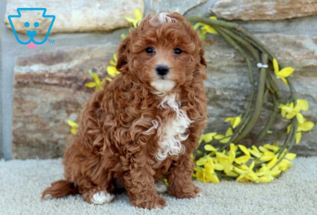 Minnie Poodle Mix2 image