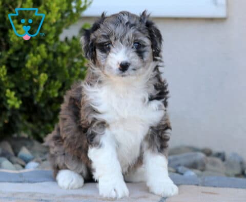 Molly Mini Aussiedoodle