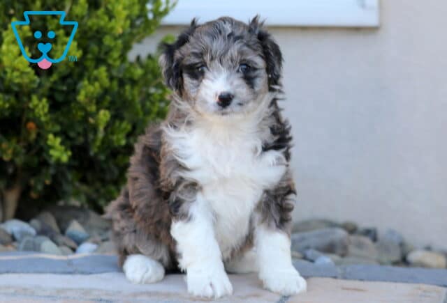 Molly Mini Aussiedoodle image