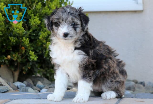 Molly Mini Aussiedoodle2 image
