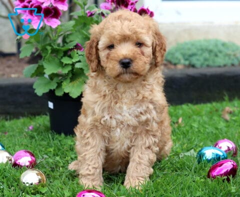 Monty Mini Goldendoodle