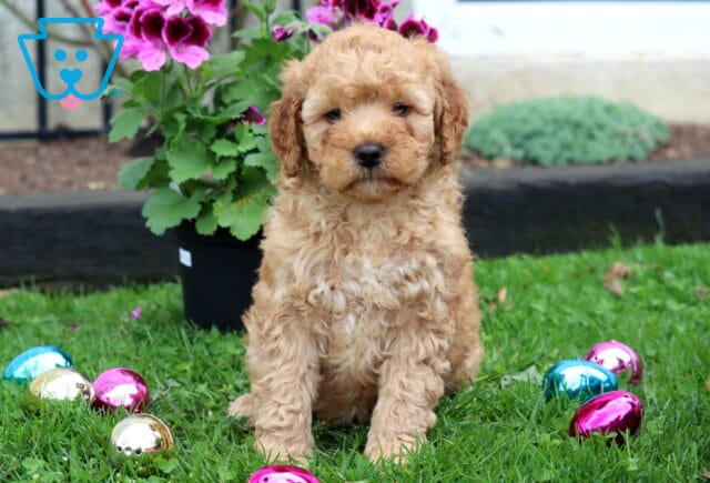 Mini Goldendoodle puppy with a fluffy apricot coat sitting on green grass with colorful Easter eggs and bright pink flowers image