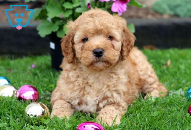 Adorable Mini Goldendoodle puppy with a soft apricot curly coat lying in green grass among colorful Easter eggs and spring blooms image