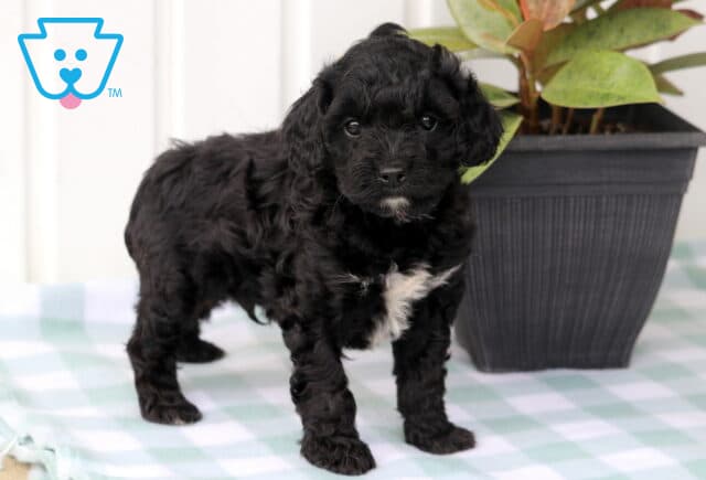 Mugsy Cavapoo2 image