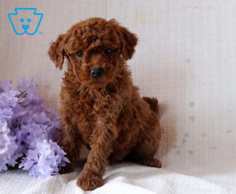 Nabisco Mini Goldendoodle