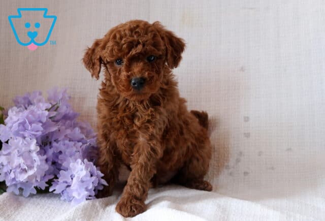 Nabisco Mini Goldendoodle image
