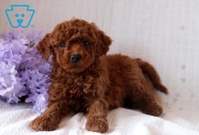 Nabisco Mini Goldendoodle2 image