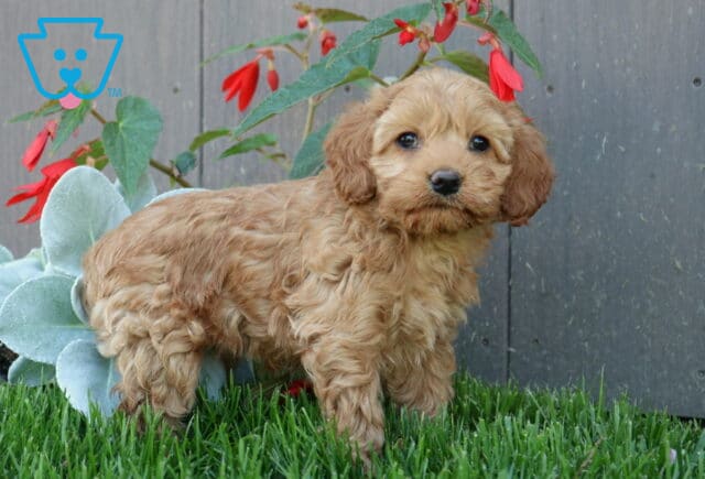 Nala Cockapoo image