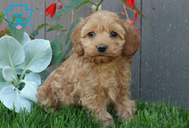 Nala Cockapoo2 image