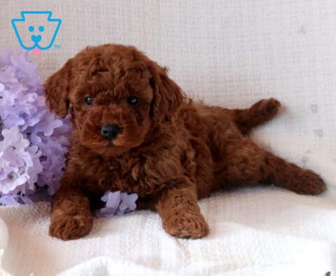 Nala Mini Goldendoodle