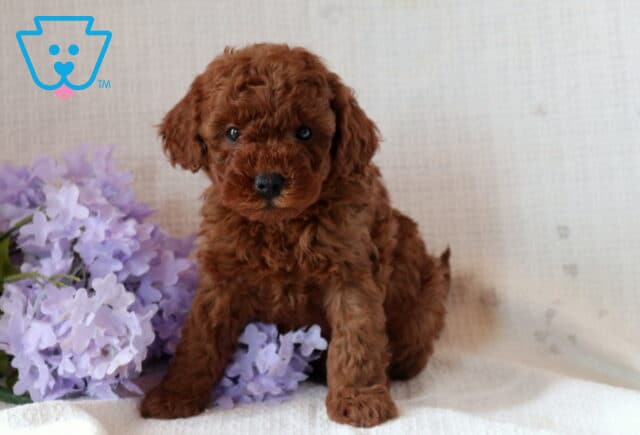 Nala Mini Goldendoodle2 image