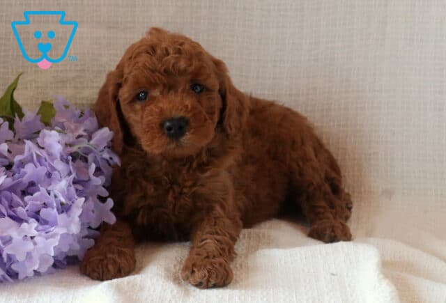 Nashville Mini Goldendoodle image