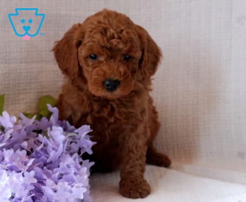 Nashville Mini Goldendoodle2