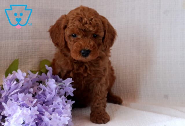 Nashville Mini Goldendoodle2 image