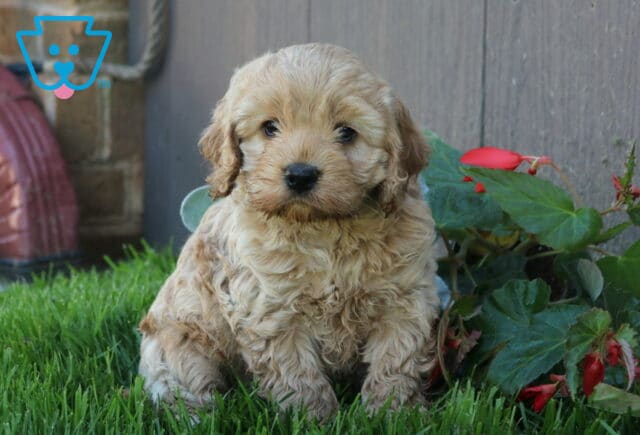 Natalie COckapoo image