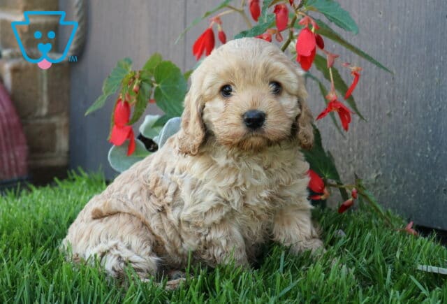 Natalie COckapoo2 image