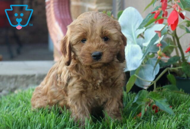 Nelly Cockapoo image