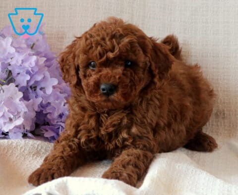 Nick Mini Goldendoodle
