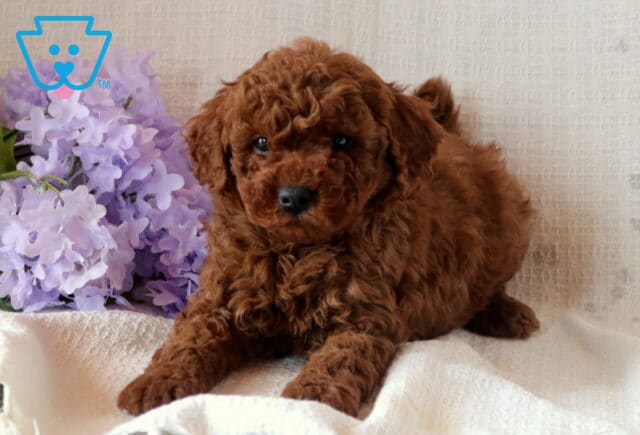 Nick Mini Goldendoodle image