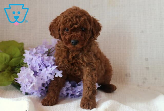 Nick Mini Goldendoodle2 image