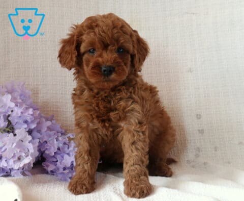 Nori Mini Goldendoodle