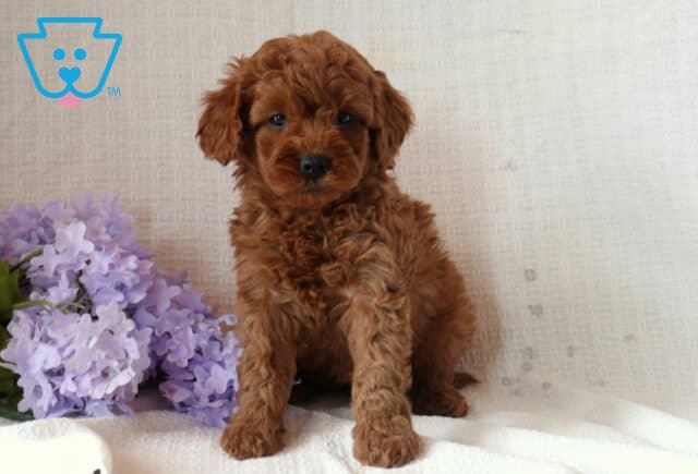 Nori Mini Goldendoodle image