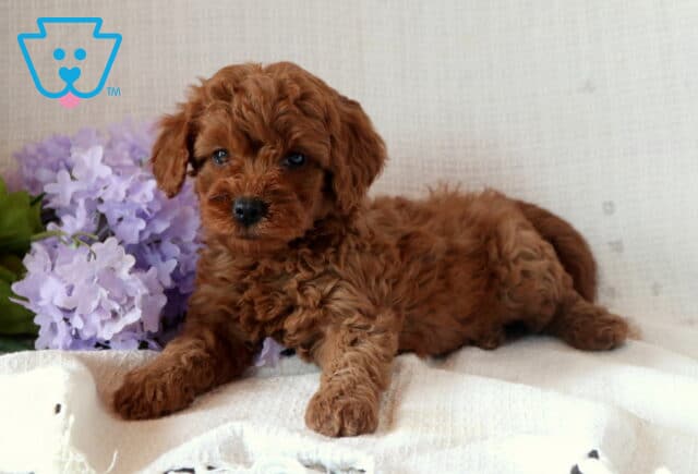 Nori Mini Goldendoodle2 image