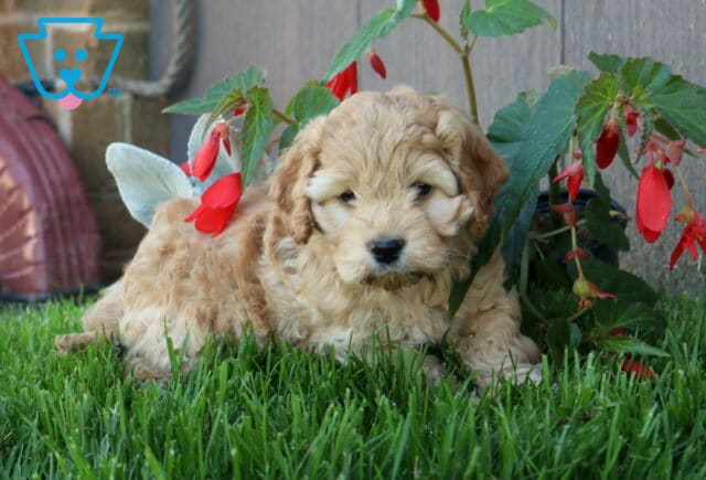 Norie COckapoo image