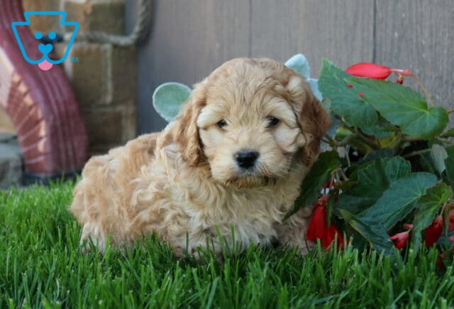 Norie COckapoo2 image