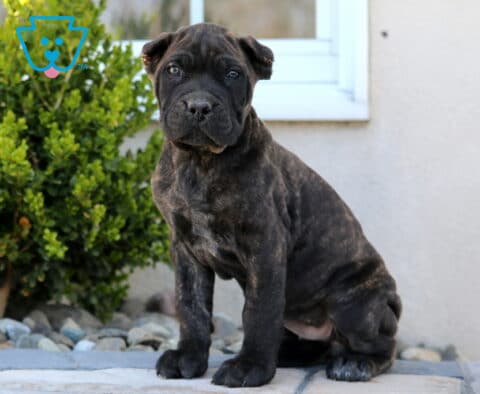 Nova Cane Corso