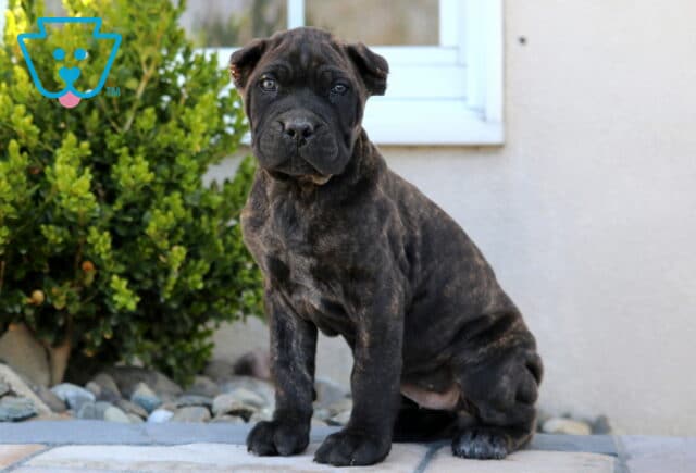 Nova Cane Corso image