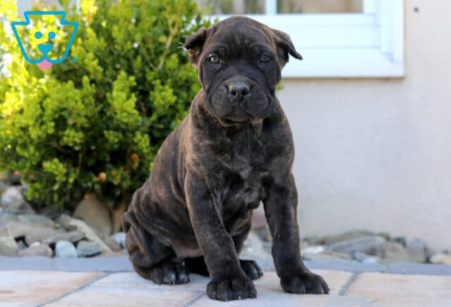 Nova Cane Corso2 image