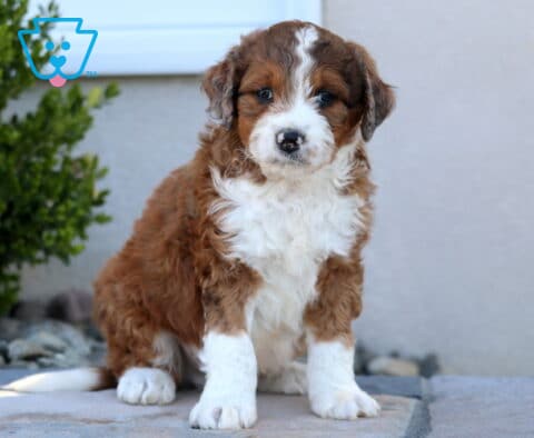 Oliver Mini Aussiedoodle