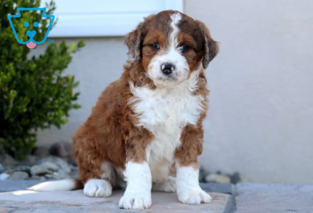 Oliver Mini Aussiedoodle image