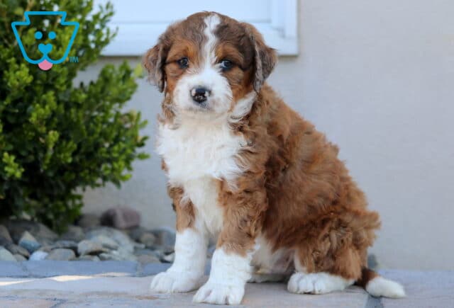 Oliver Mini Aussiedoodle2 image