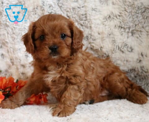 Paddington Cavapoo