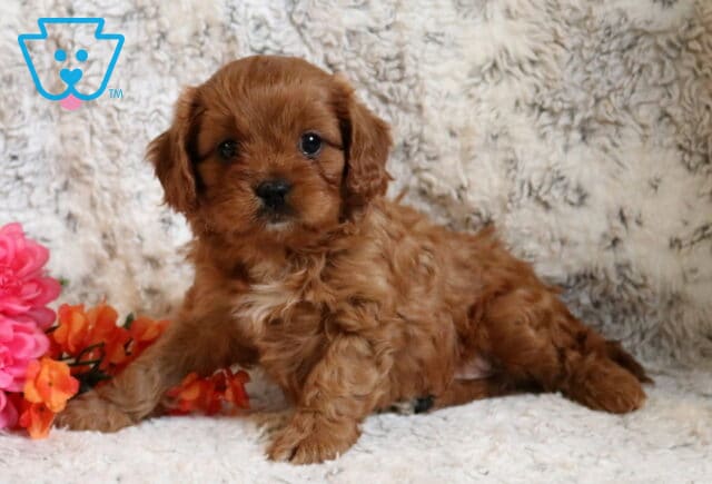 Paddington Cavapoo image