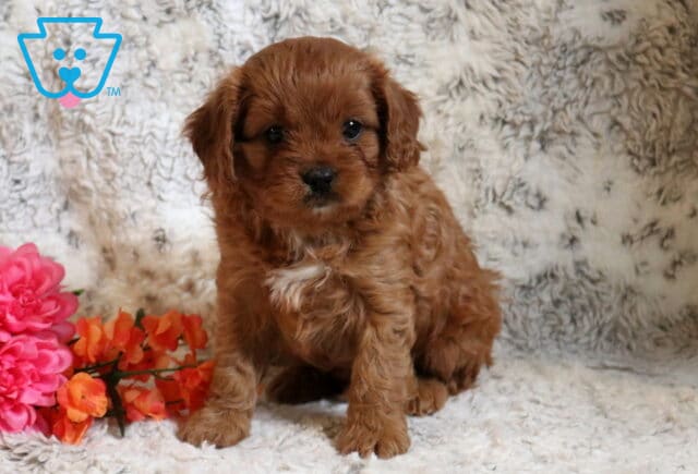 Paddington Cavapoo2 image