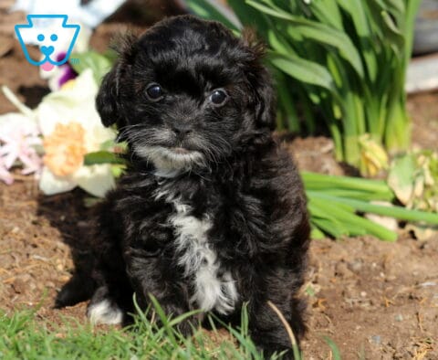 Paisley shihpoo